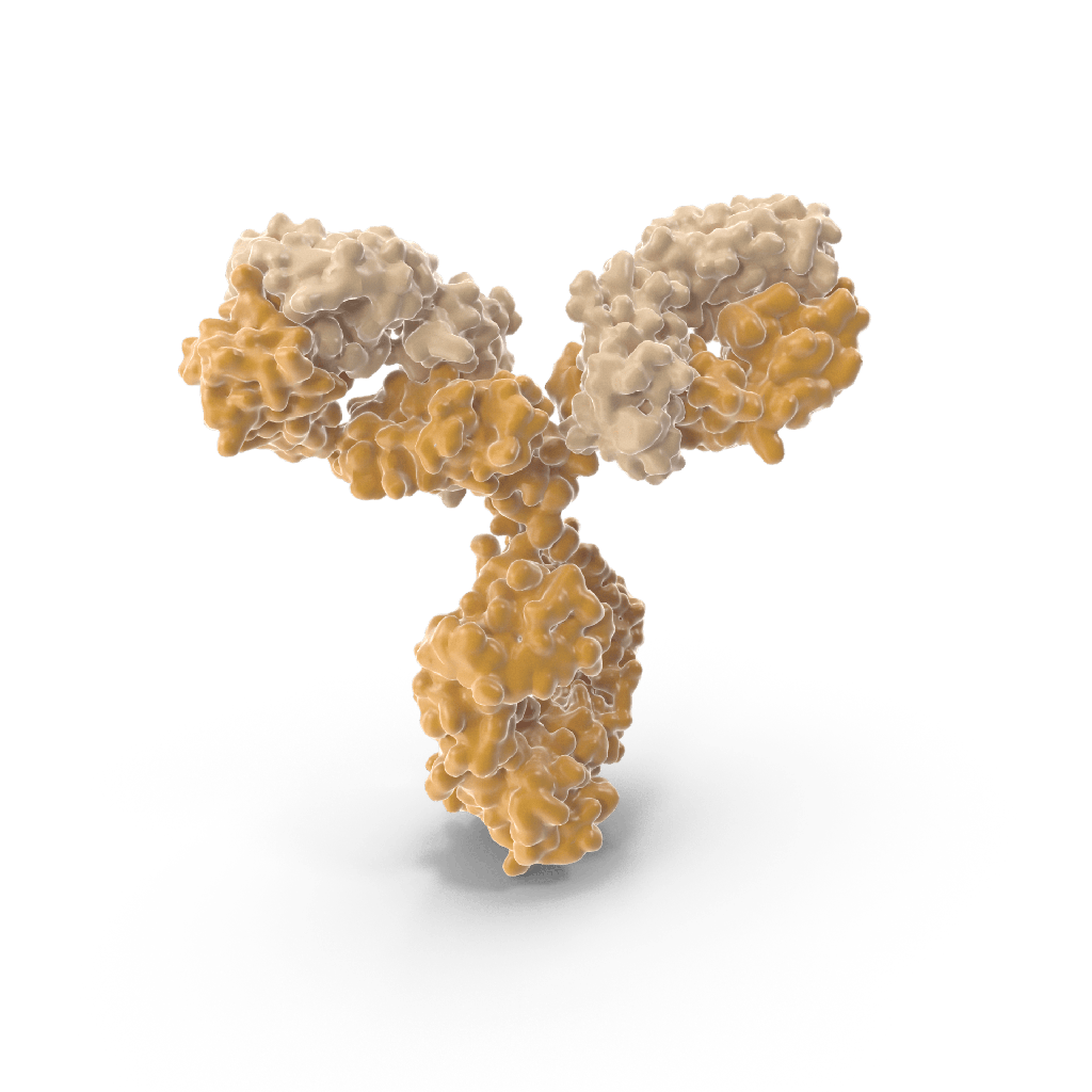 Anti-Smooth Muscle Actin(1A4), CF405S conjugate, 500 µg